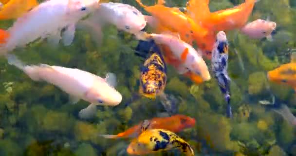 Poissons koï comme objet de reproduction dans les étangs cérémoniels, pisciculture.