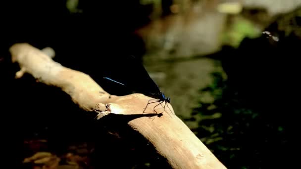 一只美丽的蜻蜓从树枝上追逐着另一只蜻蜓 — 图库视频影像