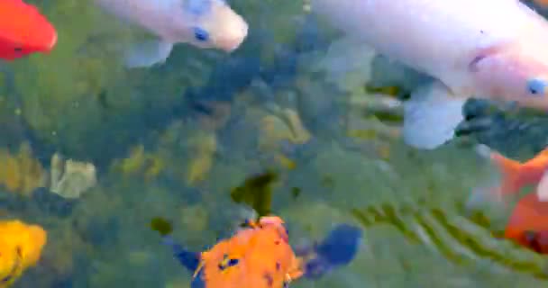 Poissons koï comme objet de reproduction dans les étangs cérémoniels, pisciculture.