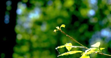 Güzel demoiselle yusufçuk, bir dal için iniyor.