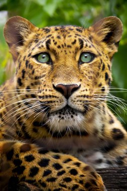 Nesli tükenmekte olan Amur Leopard'ın bu yakın portresi, yerel bir hayvanat bahçesinde, saatler sonra meydana geldikten sonra hafif bir bulutlu bir şekilde vuruldu. Normalde, bu büyük kedi gece ve ya uyku ya da aç ve hızla hareket gibi ateş etmek zordur.