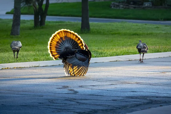 Brightly Backlit Colorful Wild Tom Turkey Struts His Tail Feathers — Stock Photo, Image