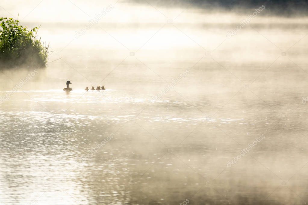 This beautiful misty sunrise over a small lake is captured with a mother Mallard hen and her baby ducks swimming peacefully through the water. 