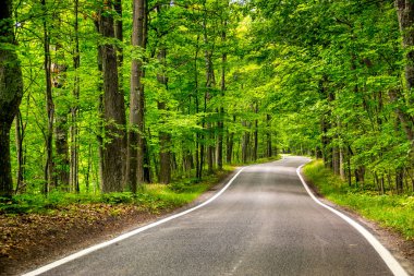 Ağaçlar Tüneli 'ndeki güzel ağaç yolu Harbor Springs' ten Michigan 'daki M-119 otobanındaki Petoskey' e kadar Emmet County 'den geçerken.