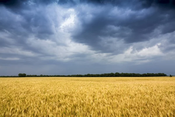 Sturmwolken Ziehen Auf Goldenem Weizenfeld Kansas Auf — Stockfoto