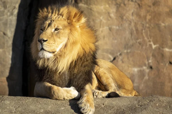 Όμορφη Αφρικανική Lion Πορτρέτο Στο Τοπικό Ζωολογικό Κήπο Μας — Φωτογραφία Αρχείου