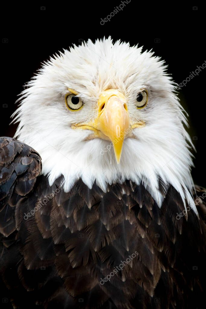 This majestic portrait of an American Bald Eagle illustrates the symbol of strength, patriotism and country in the USA