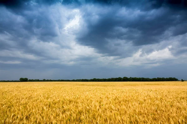 Σύννεφα Καταιγίδας Κινούνται Στο Πεδίο Golden Wheat Στο Κάνσας Εικόνα Αρχείου