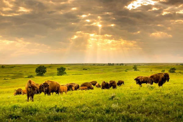这些令人印象深刻的美国野牛漫步在堪萨斯州麦克斯韦草原保护区 — 图库照片