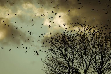Gün batımında kuşlar birlikte uçar..