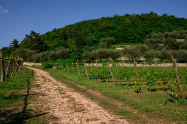 İtalya 'da üzüm ekimi ve toprak yol.