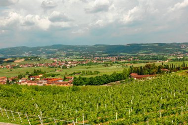 İtalyan şaraphanesindeki üzüm tarlaları.