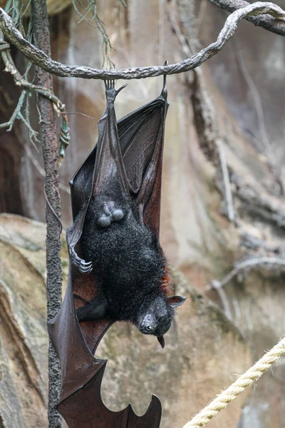 Fox bat hanging upside down.