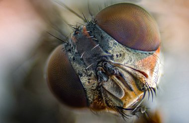 Muscidae ailesinden bir yeşil ev sineğinin gözünün Macro fotoğrafı. Seçici odak.