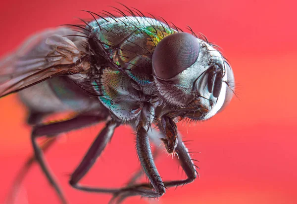 Makro Fotografie Mouchy Zeleného Domu Čeledi Muscidae Červené Pozadí Selektivní — Stock fotografie