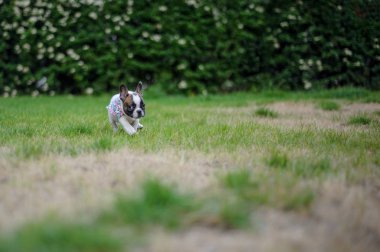 Küçük bulldog köpek yavrusu doğada tek başına dışarıda. Sevimli küçük arkadaş.