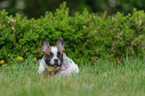 Bulldog kiskutya sárga virág a nyitott szájjal. Aranyos legjobb barátja. — Stock Fotó