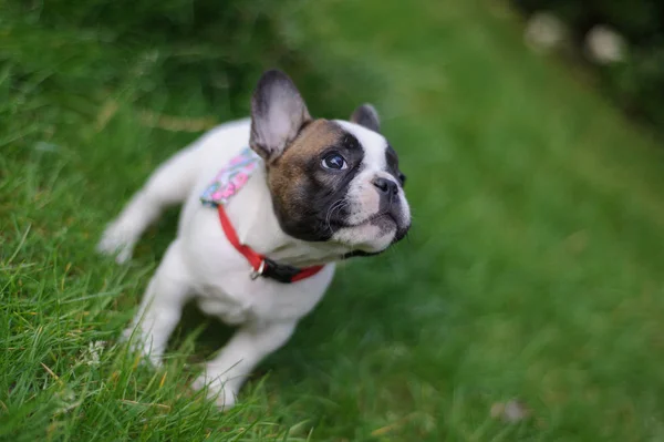 Cachorro bulldog curioso olhando para cima . — Fotografia de Stock