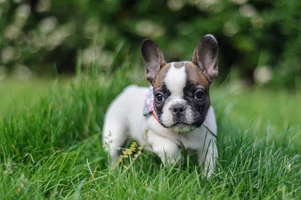 Fransk bulldog från fron Visa i naturen. Foto med bookeh — Stockfoto