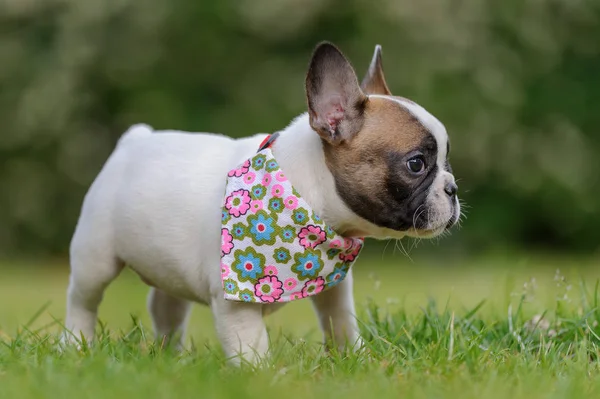 Franse bulldog. Profiel van:: kleine pup. — Stockfoto