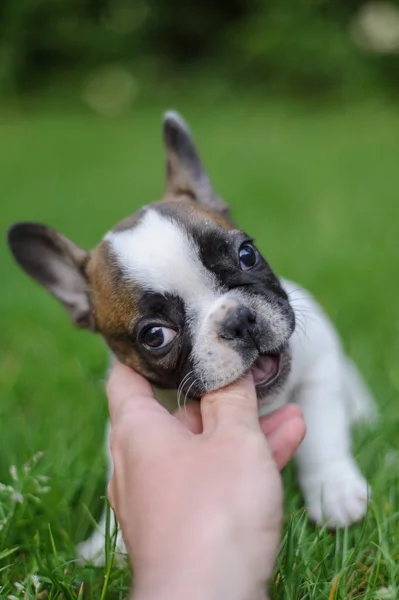 Cachorro buldogue francês mordendo dedos de homem. Brincar com o melhor amigo Imagens De Bancos De Imagens