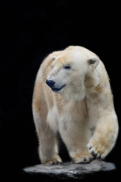 Oso polar aislado sobre el fondo negro — Foto de Stock