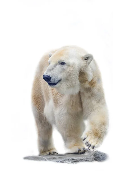 Белый медведь изолирован на белом фоне Стоковое Фото