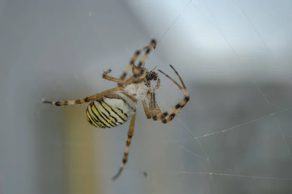 Wasp spider with hunted fly on web — Stock Photo, Image