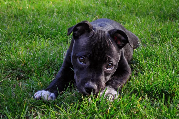 Terrier americano de staffordshire. Bonito cachorro de pão puro no chão verde . — Fotografia de Stock