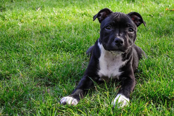 アメリカン ・ スタッフォードシャー ・ テリア。緑の地面に純粋なパンのかわいい子犬. — ストック写真