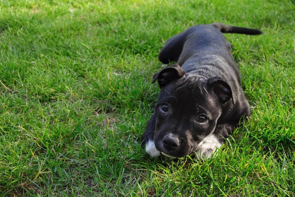 Terrier americano de staffordshire. Bonito cachorro de pão puro no chão verde . — Fotografia de Stock