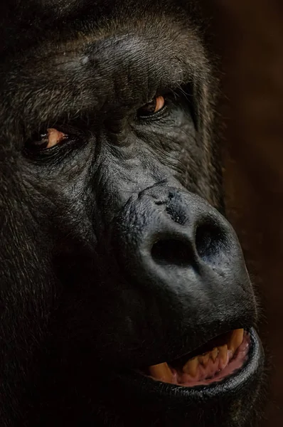 Gorillagesicht aus Großaufnahme. Starrende Gefahr Tier. Großaufnahme Menschenaffe. — Stockfoto