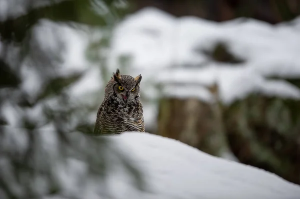 Grande gufo cornuto nella foresta invernale — Foto Stock