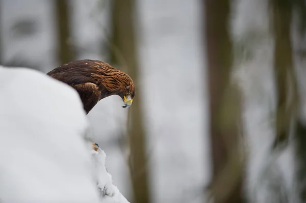 Steenarend neerkijken door besneeuwde rots in het bos — Stockfoto