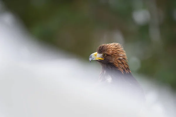 Golden eagle potrait in the snow drifts. — Stock Photo, Image