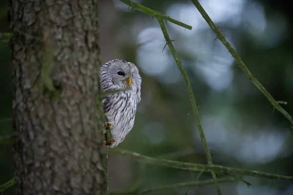 Closeup tawny owl hidding behing tree trunk — Stock Photo, Image