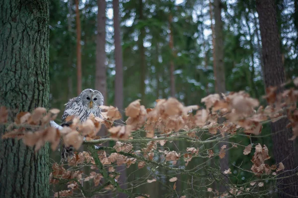 Tawny coruja sentado no ramo entre as folhas de laranja — Fotografia de Stock