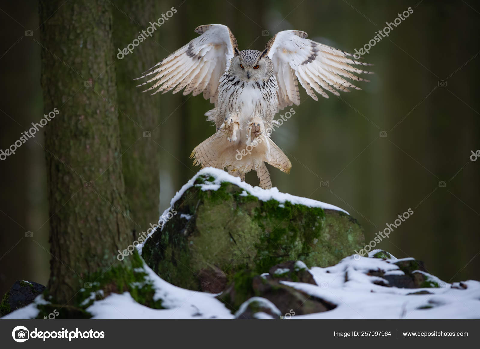 Landing Western Siberian Eagle Owl On Snowy Rock Stock Photo By C Duben Landing Western Siberian Eagle Owl On Snowy Rock Stock Photo By C Duben