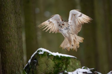 Landing western siberian eagle owl on snowy rock clipart