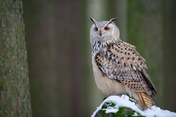 Westsibirischer Uhu sitzt auf schneebedecktem Felsen — Stockfoto