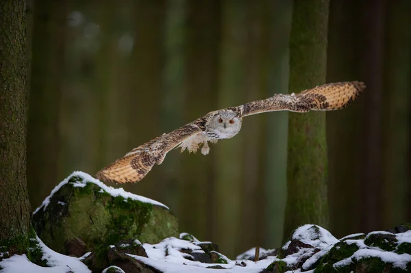 Hunting western siberian eagle owl in the forest — Stock Photo, Image