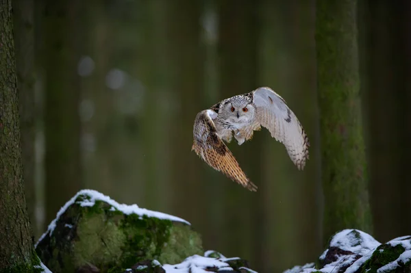 Avgång västra Siberian Berguv i skogen — Stockfoto