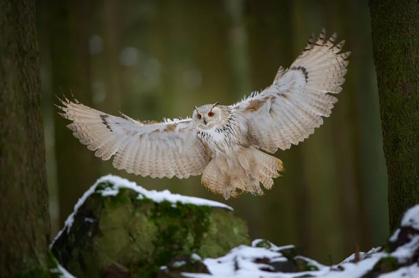 Flygande och landning västra sibiriska Berguv i skogen — Stockfoto