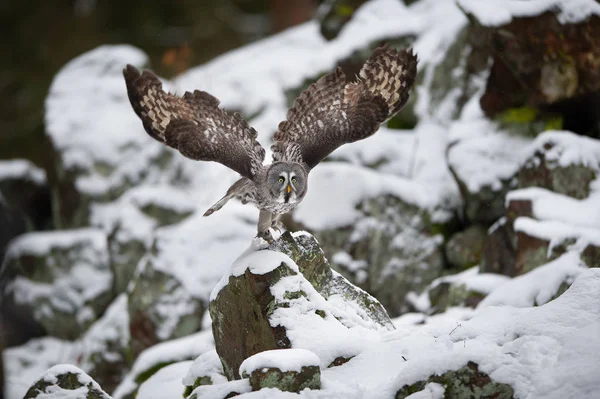 Great grey owl departure frozen in flight — Stock Photo, Image