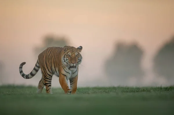 Tijger wandelen op groene veld op ochtend zonsopgang. Gevaarlijk dier, taiga Rusland. Panthera Tigris altaica. — Stockfoto