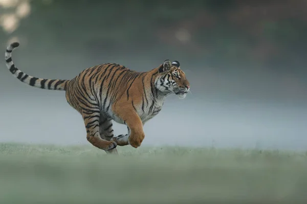 Correndo tigre no campo verde da manhã. Vista lateral para animais perigosos. Perfil de tigre em corrida agressiva. Tigre siberiano — Fotografia de Stock