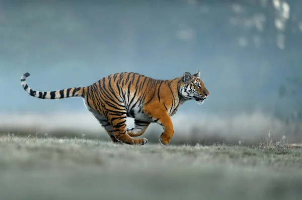 Caça ao tigre na manhã nebulosa. Tigre siberiano, animal perigoso, Panthera tigris altaica . — Fotografia de Stock