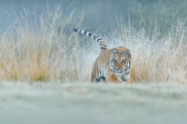 Siberian Tiger jakt i hög gult gräs. Låg vinkel foto. Sibirisk Tiger, Panthera tigris Floraaltaica. — Stockfoto