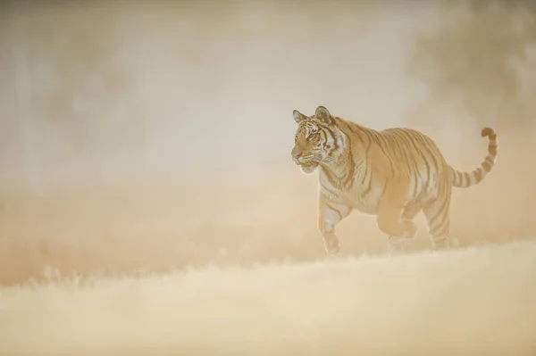 Tigre sibérien courant sur la lumière du soleil crémeux du matin. Animal dangereux, Tigre de Sibérie, Panthera tigris altaica . — Photo