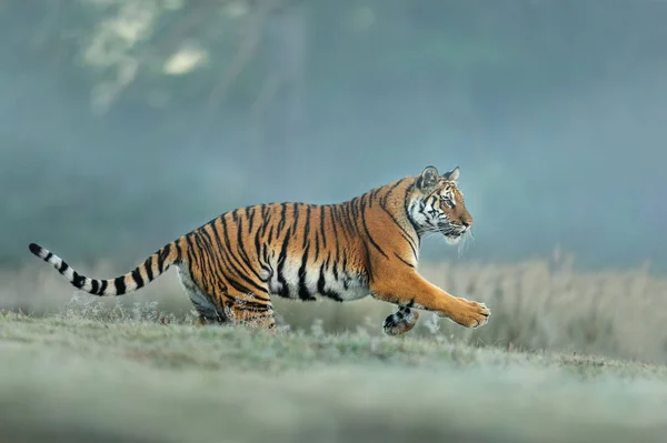 Amur Tiger läuft in natürlichem Lebensraum. Sibirischer Tiger, Panthera tigris altaica. blauer Hintergrund — Stockfoto